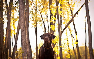 selective photo of black labrador near trees